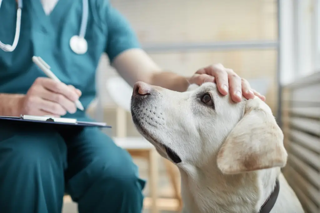 Un vétérinaire caresse la tête d’un chien pendant une consultation